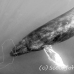 whale_humpback_h_00225_dom3626.jpg